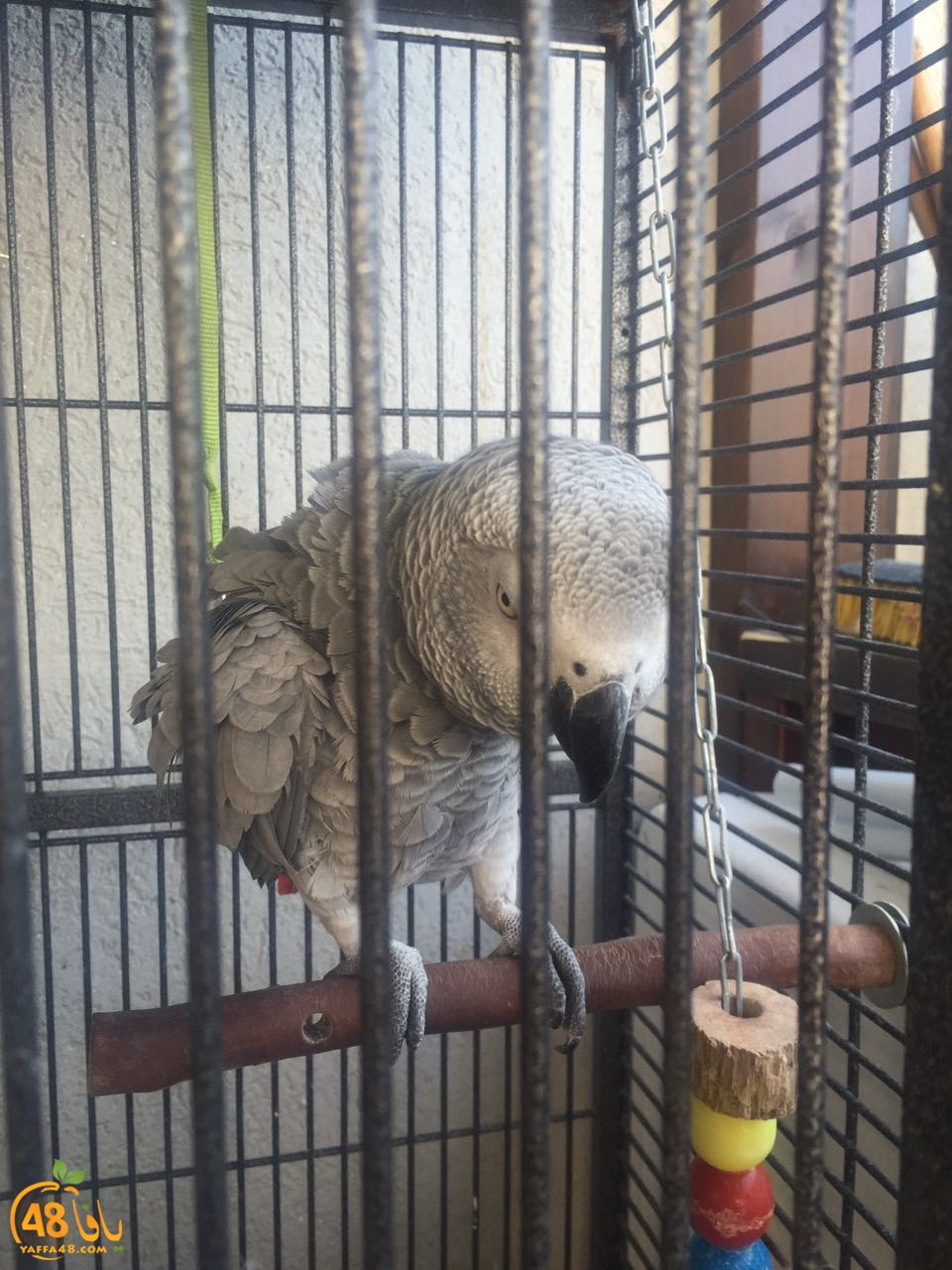 zohdy 3ashor (14).jpg